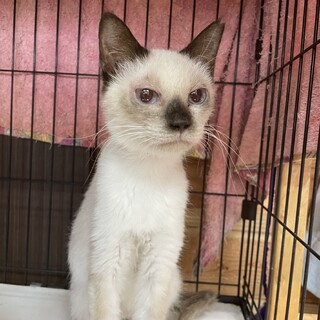 中毛ふわふわの大福ちゃん