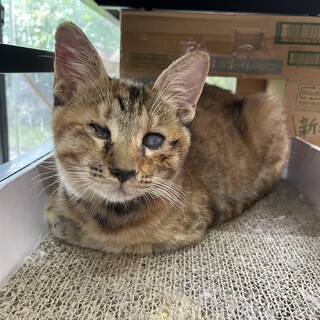 人間大好きなっちゃん