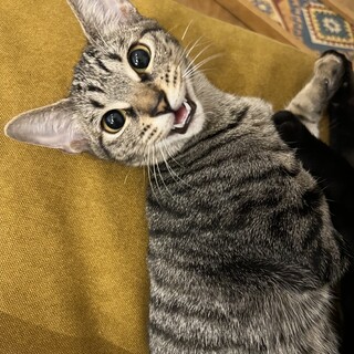 小顔べっぴんのデレガール⭐︎ぱおんちゃん　5ヶ月