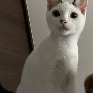 ちょっとびびり　でもほんとは甘えん坊のてんくん