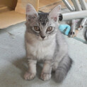 灰白毛の女の子。生後2ヶ月の子猫を譲ります。