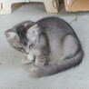 灰白毛の女の子。生後2ヶ月の子猫を譲ります。 サムネイル2