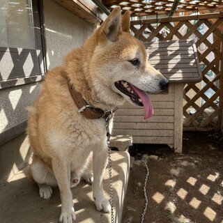柴犬の里親募集