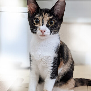 おしとやかで甘えん坊♥️超癒し系まつひめちゃん