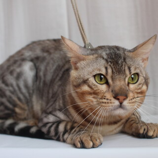 ぽこちゃん　推定1歳