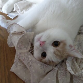 スコティッシュフォールドのレオくんです♪