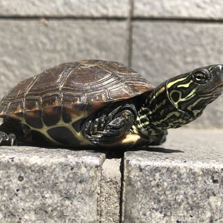 カメ(クサガメ)の里親さん募集