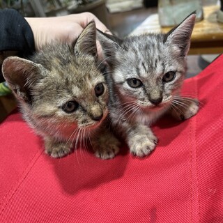 仔猫里親募集　オスメス