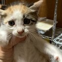 三毛子猫ちゃん