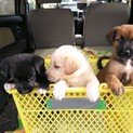 ミックス子犬