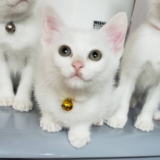 人馴れ抜群★モンブラン君