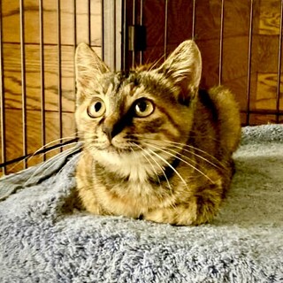 ゴロスリな生後4ヶ月女の子(なぎさちゃん)