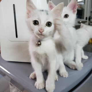 人馴れ抜群★ポテト君