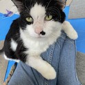 むぎ猫ソックリのツヨト君！