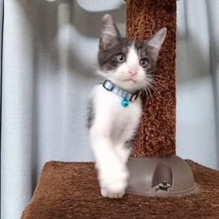 背中の白毛がチャームポイントの甘えん坊美猫