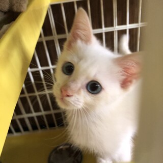 ブルーアイのやんちゃ坊主豆助