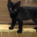 おてんばなまやちゃん