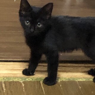 おてんばなまやちゃん