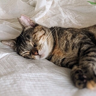 穏やかで優しいキジトラの女の子