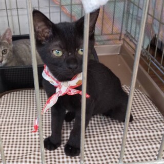 元気いっぱいなメイプルちゃん