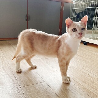 H家/ベタ甘 クリーム×白の男の子