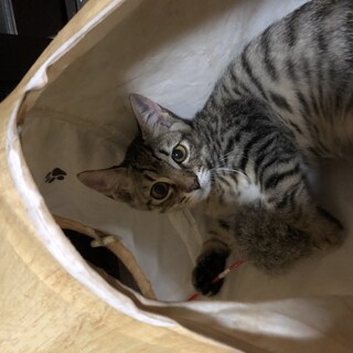 小さいけど元気いっぱいときくん