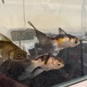 可愛い4匹の金魚です。琉金3、和金1