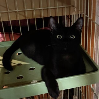 イケにゃん、黒猫！慣れ慣れ2兄弟　テイターです♡