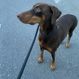 コスモちゃんトライアル決定