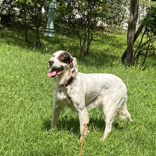 イングリッシュセッターの雑種です。