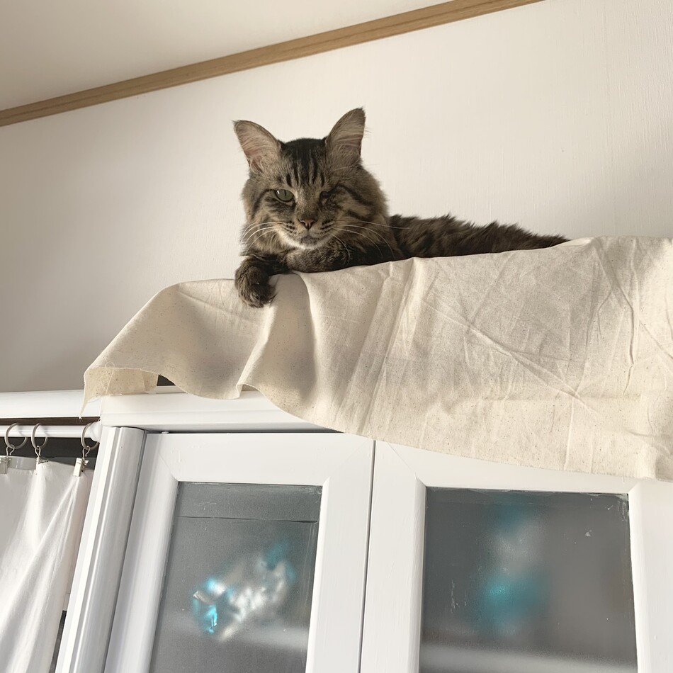 ジンのカバー写真