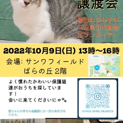 猫の譲渡会IN島田 サムネイル1
