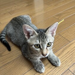 猫の譲渡会IN島田 サムネイル2