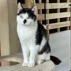 猫の譲渡会IN島田 サムネイル3