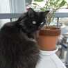 2歳2ヶ月　ふわふわ長毛　黒猫　ももちゃん サムネイル4