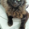 2歳2ヶ月　ふわふわ長毛　黒猫　ももちゃん サムネイル5