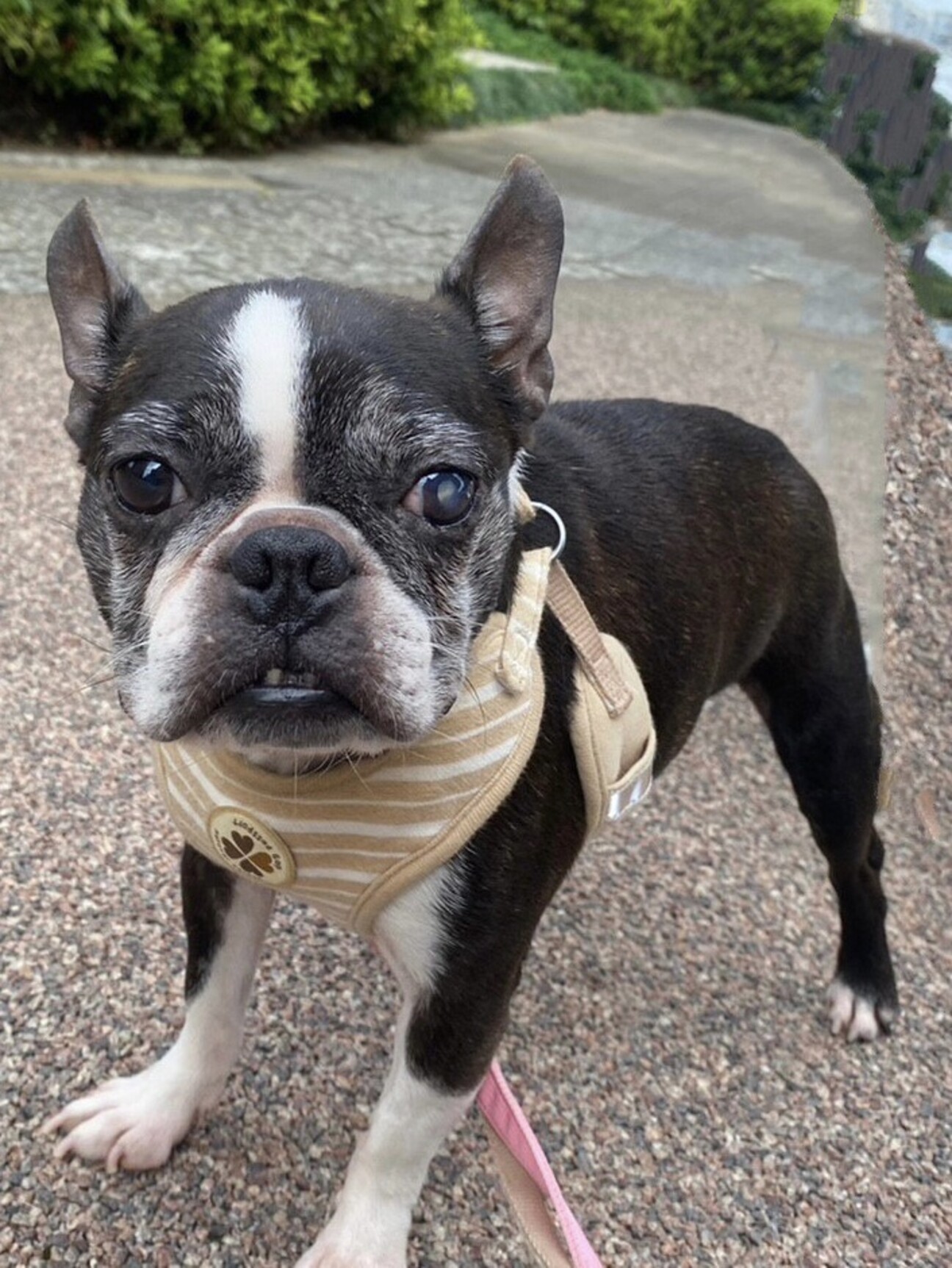 ボストンテリア あんこ 千葉県 犬の里親募集 ペットのおうち 月間利用者150万人