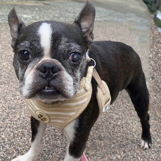 ボストンテリア♀あんこ