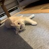 とにかく寝てばかりなんです