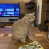 きなこ餅ではない