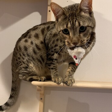 これはオレの獲物だから