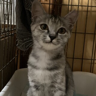 4ヶ月　灰キジ猫　美猫サラちゃん