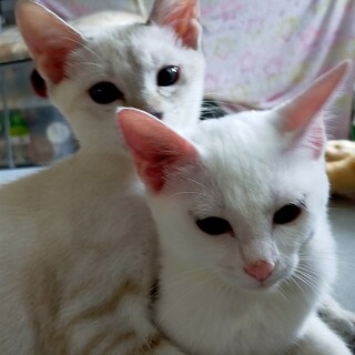 子猫の里親募集(家をなくした仔猫達）