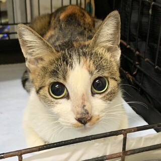 2歳　三毛猫　人懐こい　あみちゃん