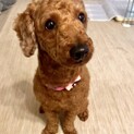 大きめトイプー　マックス　3歳