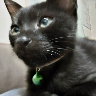 黒猫男子♥ビビリだけど甘えん坊ががまる