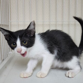 げんきいっぱいのあめちゃん