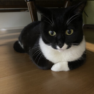 再掲載　急募‼️　甘えん坊　タキシード　女の子