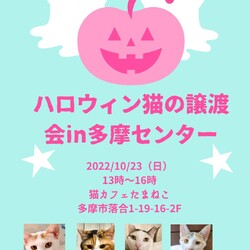 子猫の譲渡会in多摩センター