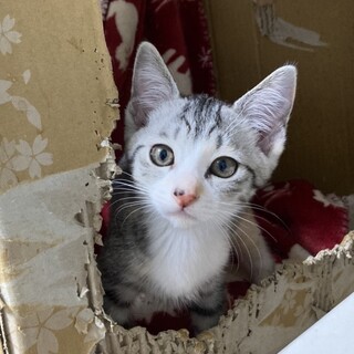 可愛いグレーサバシロの甘えん坊女の子ルナちゃん